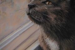 Bird-watching Cat